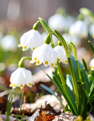 Delicate white flowers in spring sunlight