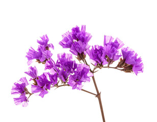 A close-up of vibrant, purple flowers on a branch against a stark black background