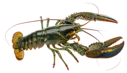 A detailed, high-angle view of a live, colorful lobster on a transparent background