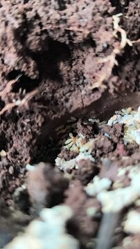Macrotermes gilvus, or subterranean termites, is a type of termite commonly found in tropical and subtropical regions
