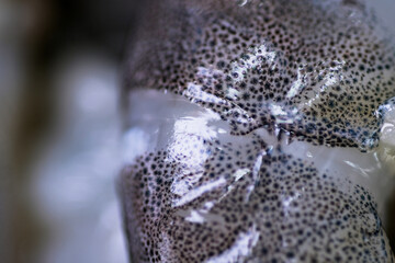 Macro texture of shrimp meat skin