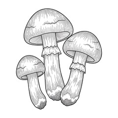 Detailed Mushroom Illustration - Trio of Fungi in Black and White.
