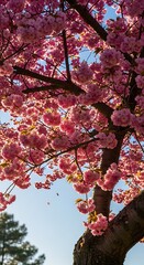 Cherry Blossom Tree in Full Bloom Against a Blue Sky.
