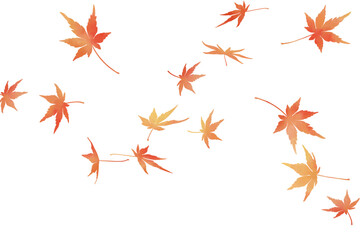 Falling autumn maple leaves watercolor illustration on transparent background, gentle seasonal foliage design｜maple, autumn leaves, watercolor, transparent background