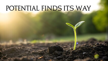 Small green plant seedling growing from dark soil outdoors