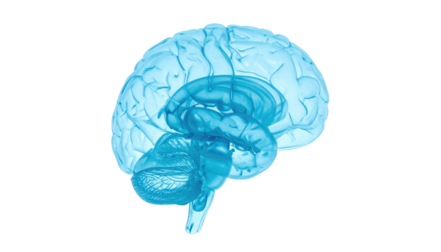 A translucent, cyan-colored human brain rendered in profile, set against black - Powered by Adobe