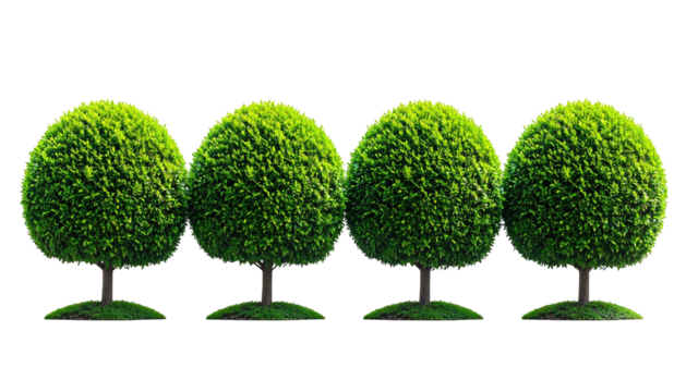 Four evenly spaced green, round, trimmed trees with small grass bases, on black