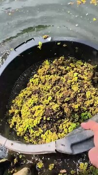 cleaning azolla plants for livestock feed