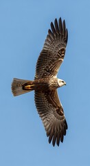 Majestic Marsh Harrier Soaring Through the Azure Sky.