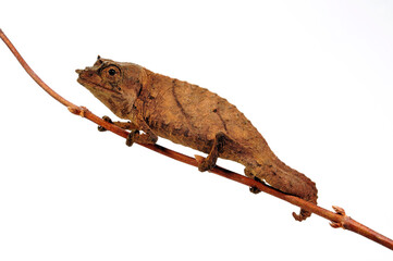 Spectral pygmy chameleon // Westafrikanisches Blattchamäleon (Rhampholeon spectrum) © bennytrapp