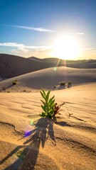Desert sunrise with small plant