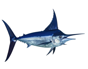 A vibrant depiction of a blue marlin with a long bill and prominent dorsal fin