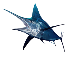 Underwater view of a majestic blue marlin with its mouth open, showing sharp teeth
