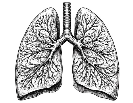 Detailed anatomical drawing of a human lung
