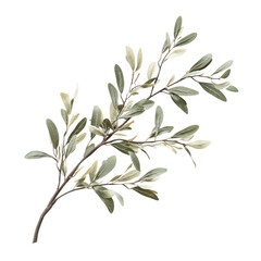 Fototapeta premium A branch of an olive tree with leaves, isolated on a white background. The image is transparent or a cutout transparent, alpha background png