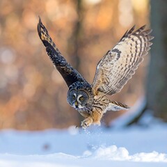Owl in flight over snowy ground, looking determined