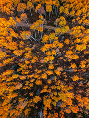 Top down view of Aspen forest in Colorado during autumn time.