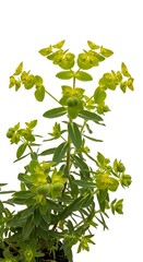Euphorbia plant with vibrant green leaves against a white background.