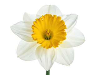 Close-up of a single daffodil with white petals and a bright yellow center