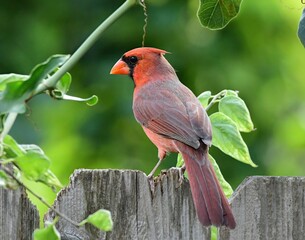 Male Northern Cardinal perched on a fence