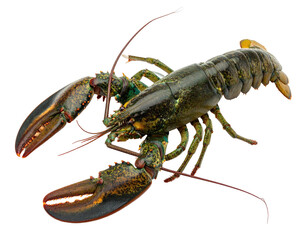 A whole, live crustacean with dark green body, pincers, and segmented tail