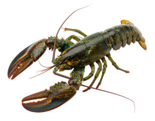 A whole, live crustacean with dark green body, pincers, and segmented tail