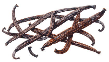 Hand-drawn illustration depicts a fragrant pile of dark, slender, vanilla beans
