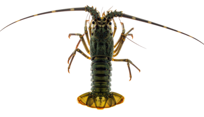 Dorsal view of a spiny lobster with long antennae and detailed carapace