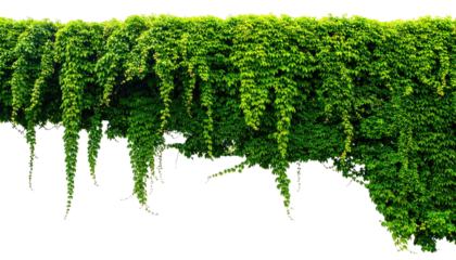 Lush green vines cascade downwards from a dense, leafy horizontal structure