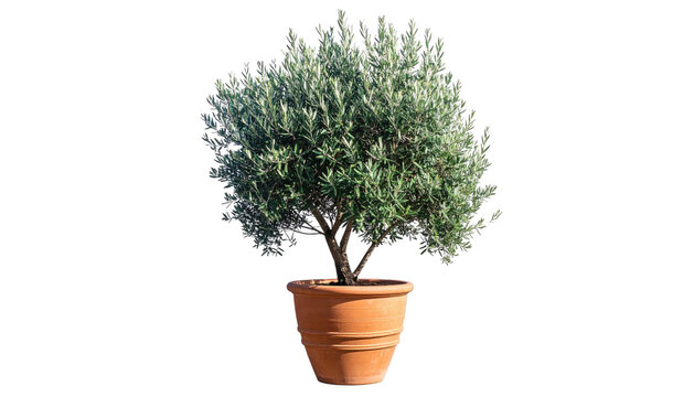 An olive tree in a terracotta pot, isolated on a black background