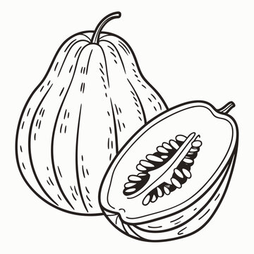 chayote squash vector