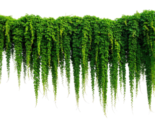 Lush green climbing foliage cascades downwards with layered depth
