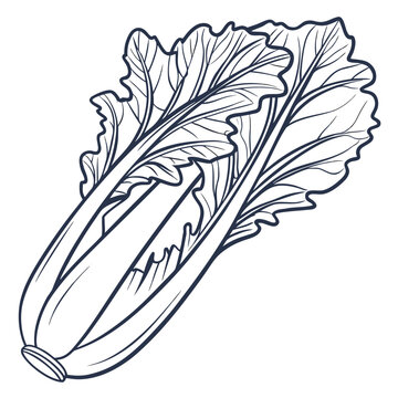 celtuce vector