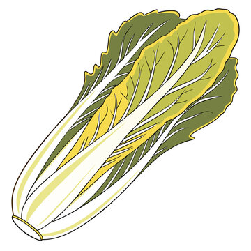 celtuce vector