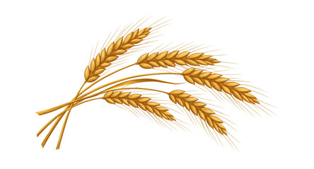 wheat ears isolated on white