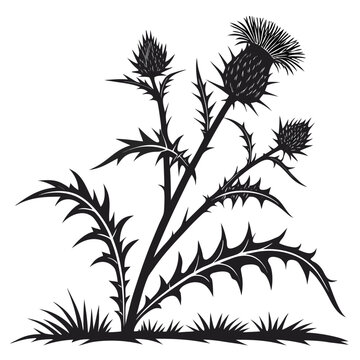 cardoon on white background 
