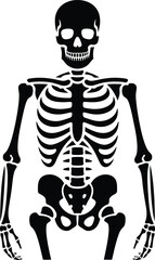 Stylized Human Skeleton in Frontal View &ndash; High-Contrast Anatomical Illustration