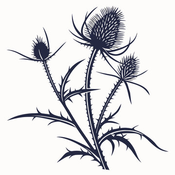 burdock silhouette on white background
