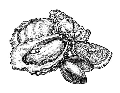 Detailed ink drawing of oysters and mussels with citrus