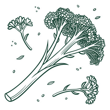  broccolini vector