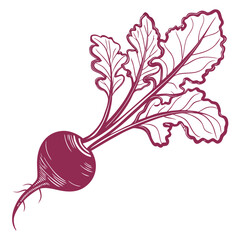beetroot on white background 
