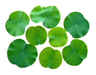 Close-up view of eight green lily pads with yellow outlines on black