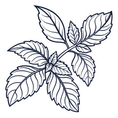 basil vector