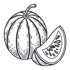 ash gourd vector