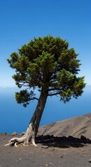 Lone Tree on Volcanic Landscape with Ocean View.