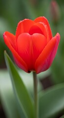 Vibrant Red Tulip Blossom in Spring Garden.