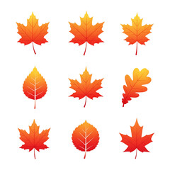 Obraz premium Set of nine vibrant autumn leaves in gradient orange and red hues, isolated on a white background, showcasing diverse leaf shapes and patterns for seasonal decoration and design
