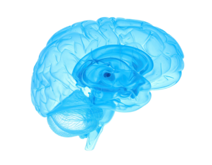 Translucent blue anatomical rendering showcasing human brain structure