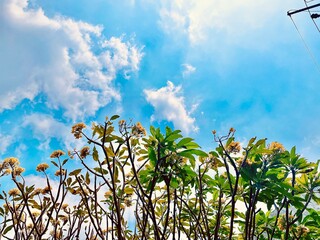 landscape from under a tree with yellow frangipani flowers in spring against a bright blue sky...