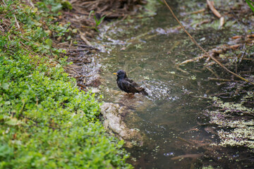 A young starling chick bathing in a stream during warm weather, cleansing itself of skin parasites in natural habitat
